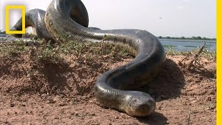 5 Grown Men Vs 1 Big Snake  National Geographic [upl. by Pallaton]