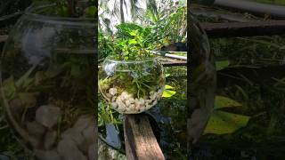 My Planted Fish Bowl🌿☘️⚗️ Tankful fish plantedtank aquarium PlantedFishBowl viral hobby [upl. by Farlie]