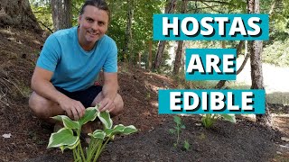 Did You Know Hostas are Edible Find out Everything you need to know in 6 Minutes Week 48 [upl. by Nerag]