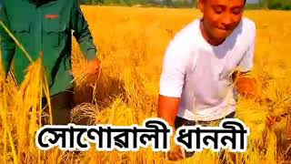 আঘোণৰ পথাৰত ধান কটা। viral video ।rakh trending [upl. by Kalman]