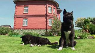 American Akita in Action Американская акита в действии [upl. by Mingche]