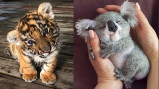 Cute Baby Animals Videos Compilation  Funny and Cute Moment of the Animals 14  Cutest Animals [upl. by Etnoval]