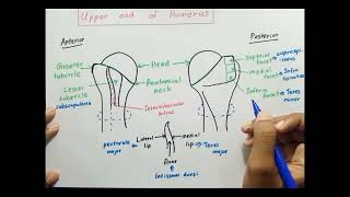 Upper end of Humerus [upl. by Lasyrc]