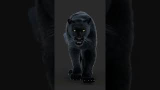 Roaring Black Panther Animal 3D Model  PROmax3D [upl. by Ennelram]