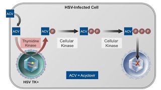 Pharmacology of Acyclovir Antiviral drug Mechanism of action clinical uses and side effects [upl. by Troc769]