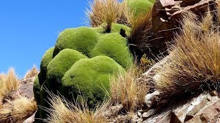 Para Que Sirve La Yareta Propiedades Medicinales Azorella compacta [upl. by Llednew]