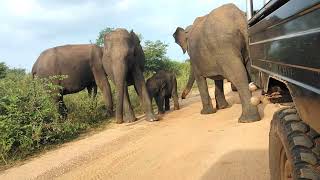 Udawalawe Elephant 🐘  Safari udawalawe [upl. by Nnanerak]