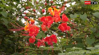 Flamboyant nain Caesalpinia pulcherrima [upl. by Adlesirg]