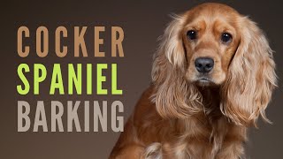 Cocker Spaniel Barking amp Growling How to make your Cocker Spaniel Bark [upl. by Casta]