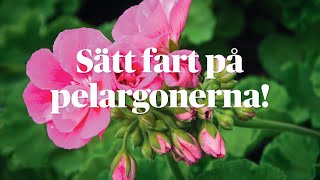 Dags att sätta fart på pelargonerna [upl. by Tsnre]