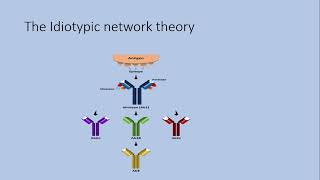 ASI and antiidiotypic antibodies [upl. by Idarb275]