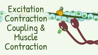 AWARD WINNING Animation Explaining Excitation Contraction Coupling amp Muscle Contraction [upl. by Noryb672]