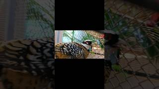 ring necked pheasant youtubeshorts shorts exotic birds viral [upl. by Poppo]