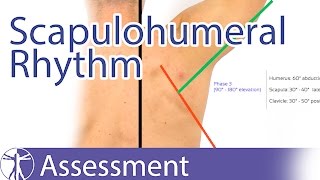 Scapulohumeral Rhythm [upl. by Gnay]