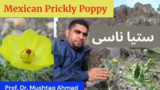 Uses of Mexican Prickly Poppy  Argemone mexicana  Satianasi  Miracle Herbal Diversity [upl. by Bettina]