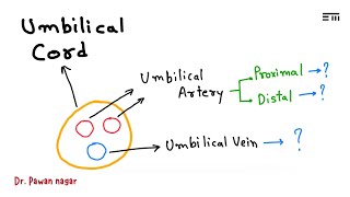 Umbilical artery and vein by Dr Pawan [upl. by Lenoj]