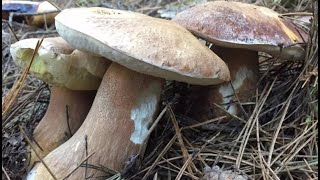 PORCINI MUSHROOMS BOLETUS EDULIS NEW VIDEO 11042024 [upl. by Germana]