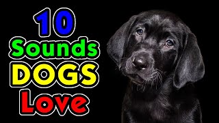 10 Sounds Dogs Love To Hear the Most [upl. by Renmus221]