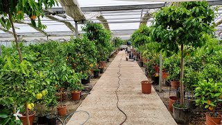 600 Citrus Varieties in one Greenhouse  Agrumi Lenzi Nursery Tuscany Italy [upl. by Sophi]