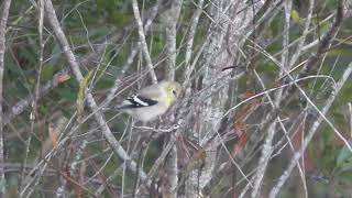 Carduelis tristis  jilguero americano  American goldfinch [upl. by Nue453]