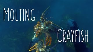 Molting Crayfish [upl. by Ahseinek]