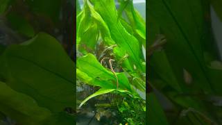 These two getting some practice in pipefish freshwaterpipefish aquarium [upl. by Nefets491]