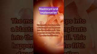 Blastocyst and Implantation shorts [upl. by Aiykan]