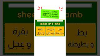 القراءة باللغة الإنجليزية وتحسين مهارة النطق تعلم اللغة الإنجليزية اختبار esl sheep lamb تعلم [upl. by Shushan826]