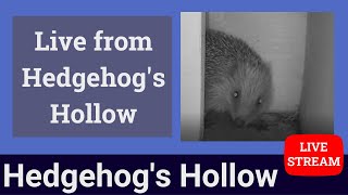 Hoglets Live  Hedgehogs Hollow [upl. by Einohpets265]