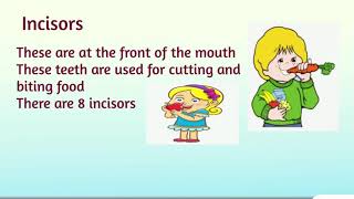 Types of teeth incisors canines premolars and molars Definition and functions animated video [upl. by Ynettirb]