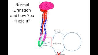 How Does Spinal Cord Injury Effect the Bladder [upl. by Anelyak420]