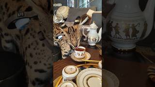 African Serval cat drinking African rooibos tea serval cat wildlife luxury like subscribe [upl. by Ahtabbat]