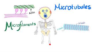 Microfilaments Microtubules and Intermediate filaments  Cytoskeleton  Anatomy and Physiology [upl. by Einnep]