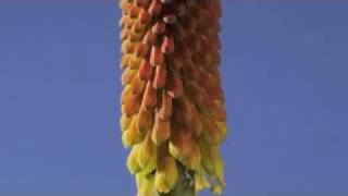 Kniphofia flower timelapse [upl. by Enisaj]