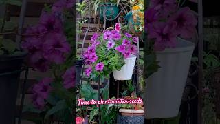 Grow flower seeds in SeptemberOctober saplings  seedlings winterfloweringplant [upl. by Osanna]