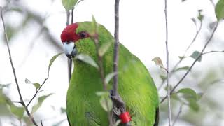 The precious Redcrowned parakeet  kākāriki  Birds in New Zealand [upl. by Ettelra]