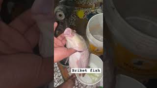 Pona machBriket fish dhorlam pukure chip niye machta dhorlamfishing [upl. by Torr637]