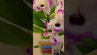 Dendrobium nobile orchidblooms flowers [upl. by Ettezoj]