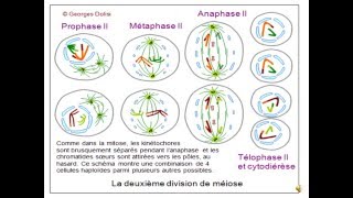 Brassage génétique et diversification du génome partie 2 CO et anomalies [upl. by Shu]