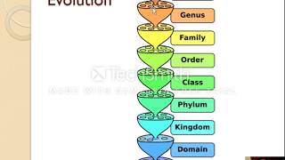 53  Classification 12 [upl. by Cran998]