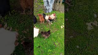 Poules qui mangent campagne jardin autonomie animaux maman [upl. by Uhthna]