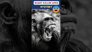 😳 Giant LionKiller Bondo Ape of Congo  Bili Ape animalfacts congo amazingfacts shorts [upl. by Shifra]