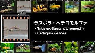 ラスボラ・ヘテロモルファ・Trigonostigma heteromorpha ・Harlequin rasbora [upl. by Lekcim]