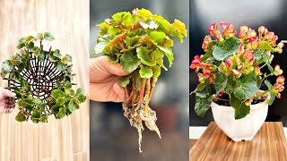 Very interesting gardening ideas Begonia flowers beautiful brilliant in four seasons [upl. by Griswold]