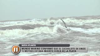 BREVE BALLENA ENCALLADA EN NUEVA ATLANTIS [upl. by Tatiana]