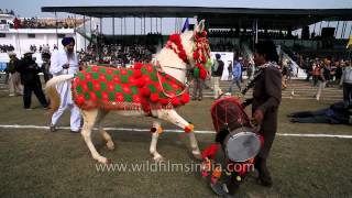 Horse dancing to the rhythm of dhol Only in India [upl. by Ecreip]