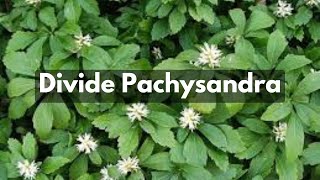 How To Divide Pachysandra  Groundcover For Shade amp Erosion Control [upl. by Rose]