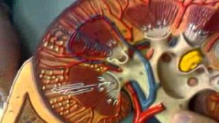 Internal Anatomy of the Kidney [upl. by Aleak]