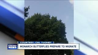 Monarch Butterflies migrate through Western New York [upl. by Llenrup]