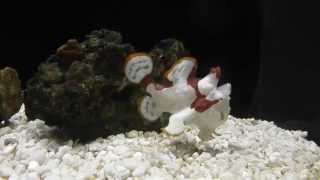 Frogfish Feeding Frenzy The Fish That Walks [upl. by Annaynek129]